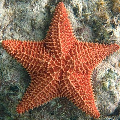 Starfish